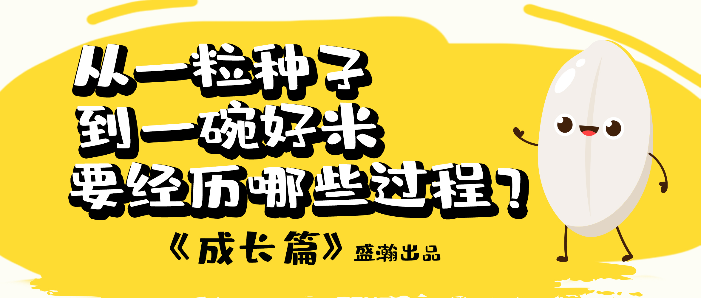 大米的一生-成長(zhǎng)篇 | 從一粒種子到一碗好米要經(jīng)歷哪些過(guò)程？